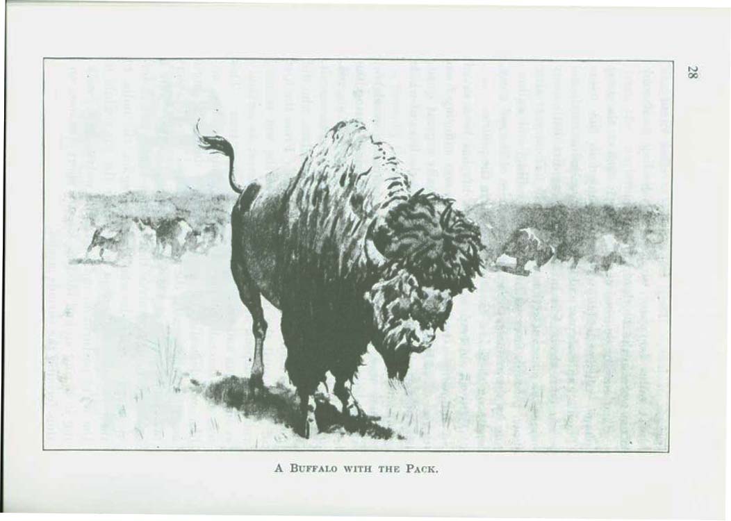 The Buffalo--1898. vist0028f